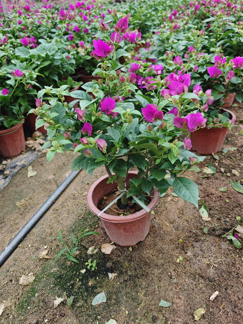 紫花三角梅云南紫三角梅盆栽高度35到40厘