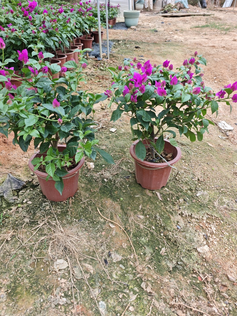 紫花三角梅云南紫三角梅盆栽高度35到40厘