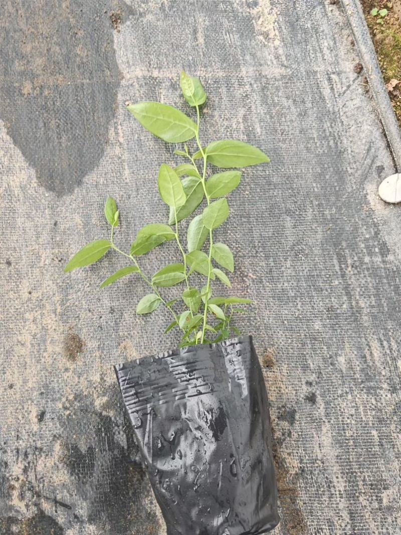 德雷珀，杜克蓝莓苔藓苗，杯苗，物美价廉