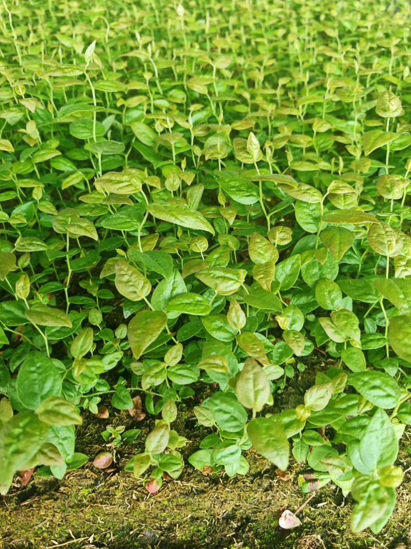 德雷珀，杜克蓝莓苔藓苗，杯苗，物美价廉