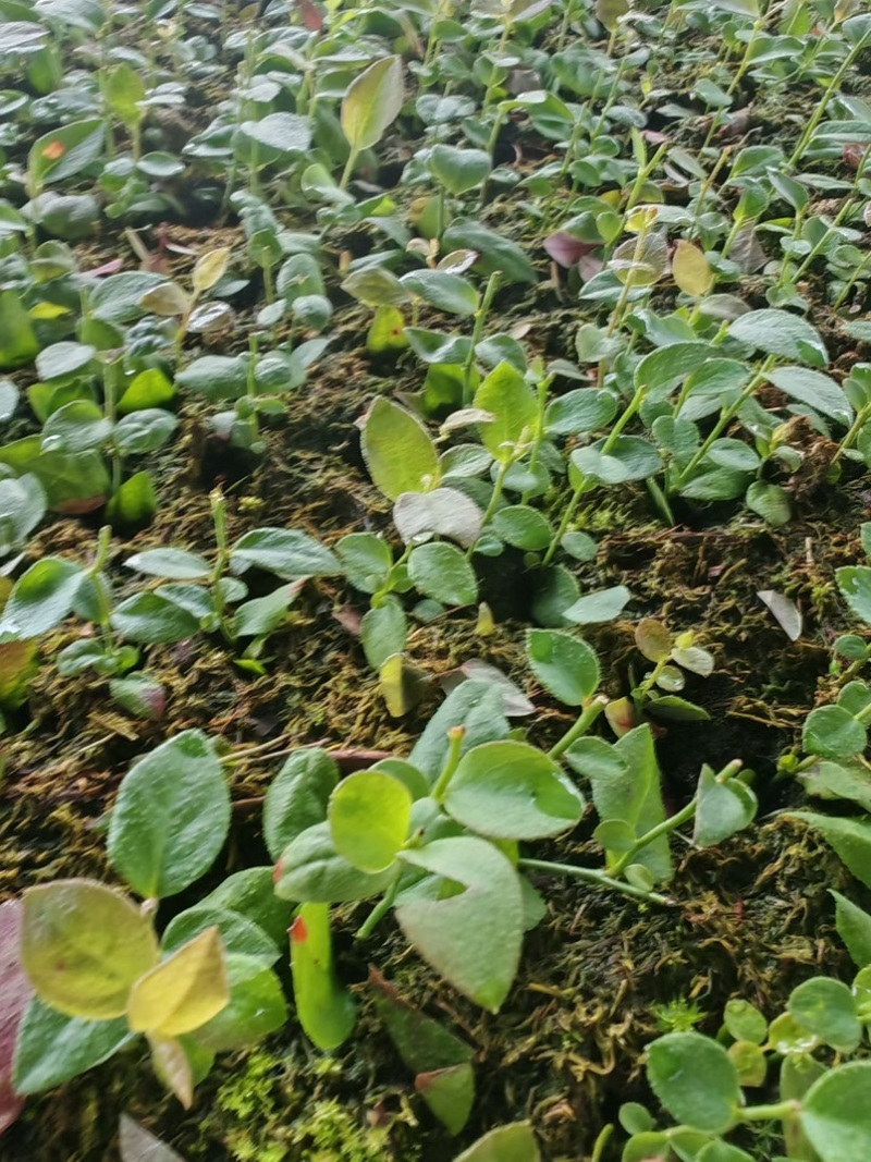 德雷珀，杜克蓝莓苔藓苗，杯苗，物美价廉