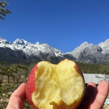什么是高山丑苹果？昭通昭阳区海拔2千多才叫高山丑苹果…