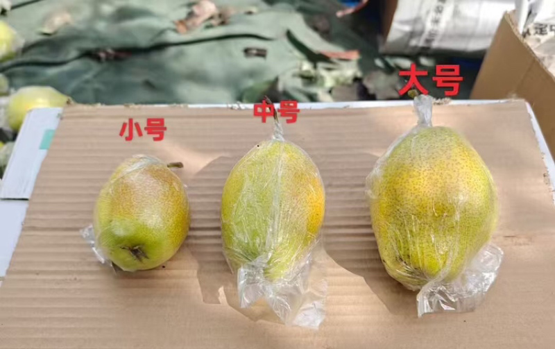 【山西红香酥梨】山西酥梨皮薄多汁支持视频和实地看货