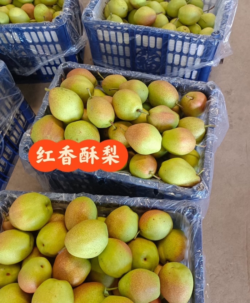 【放心购买】红香酥梨山西酥梨海量货源代发全国市场