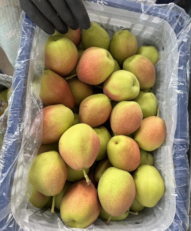 【放心购买】红香酥梨山西酥梨海量货源代发全国市场