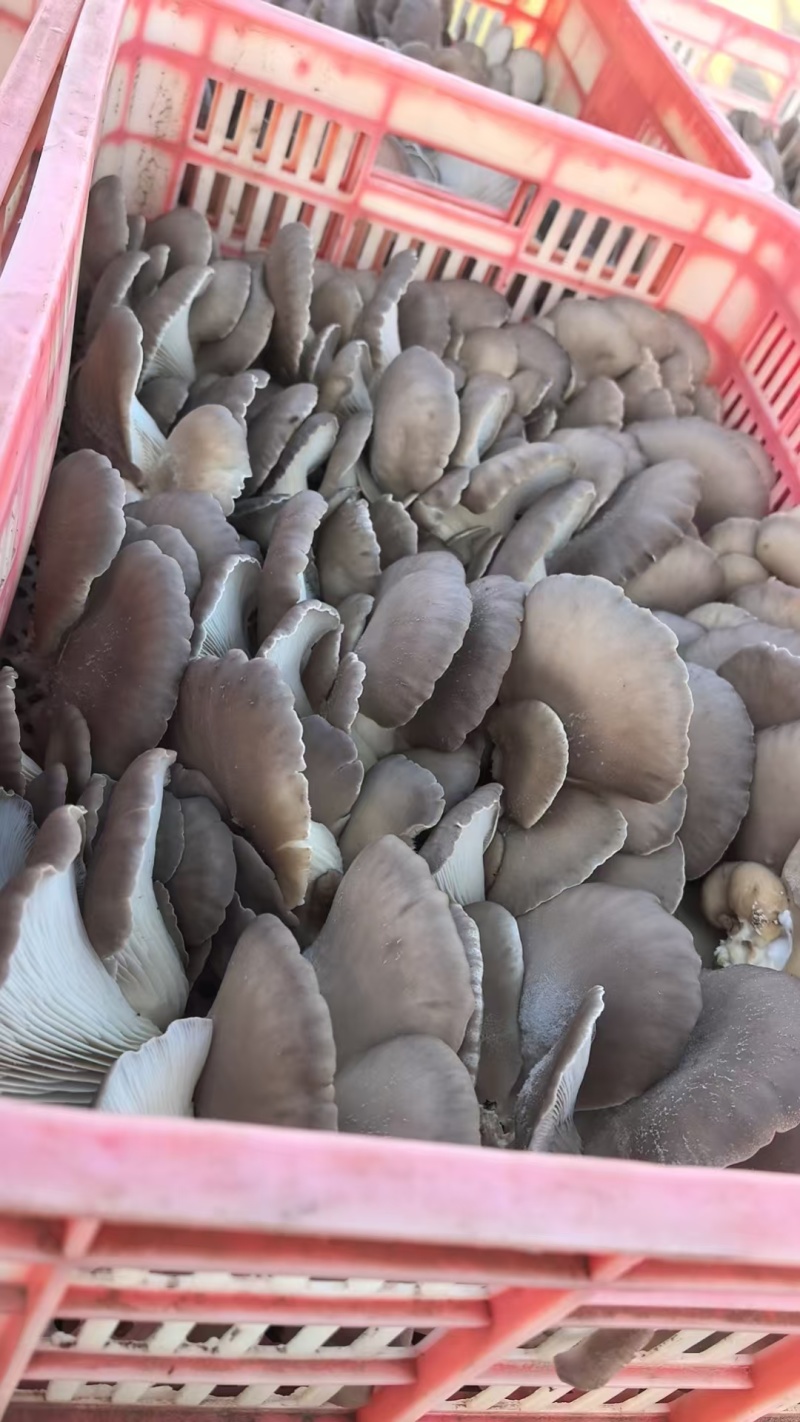 灰白平菇