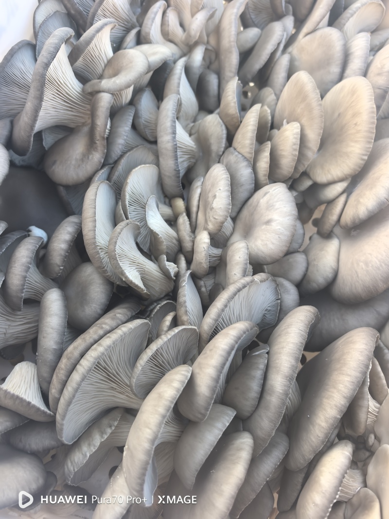 灰白平菇
