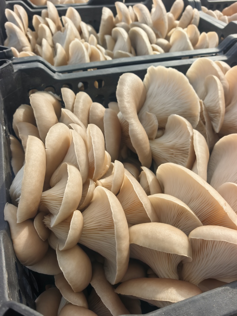灰白平菇