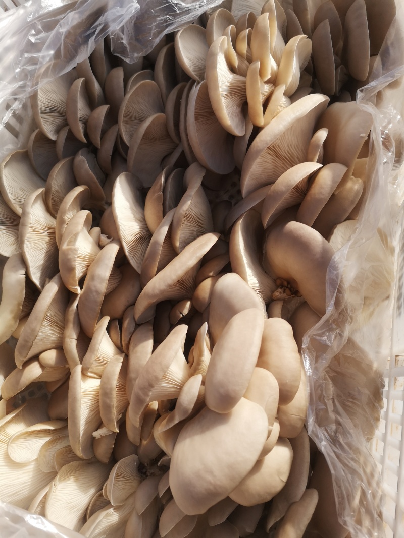 灰白平菇