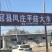 灰白平菇