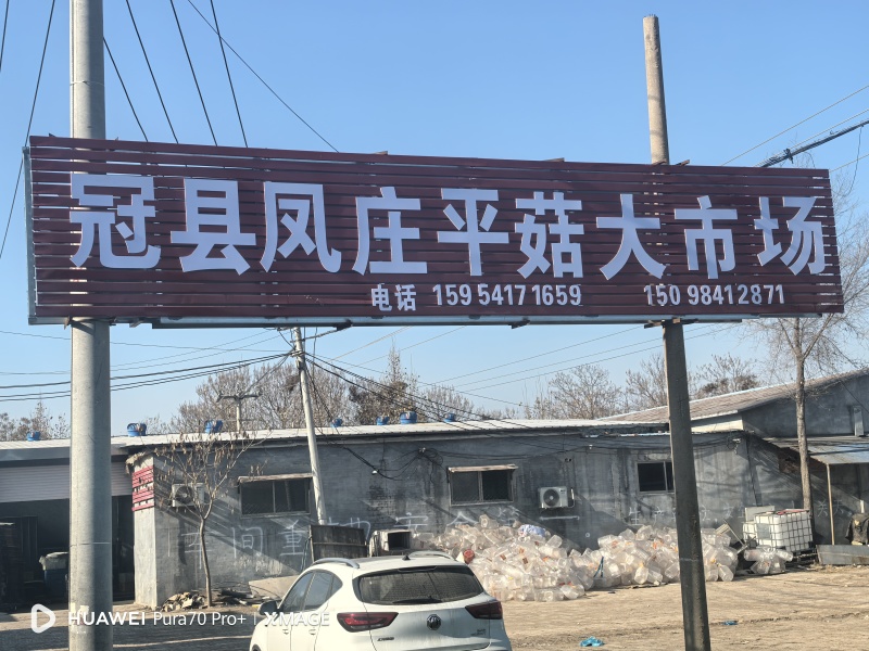 灰白平菇