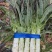 蔬菜莴笋基地直供新鲜莴苣红尖叶应季棒棒