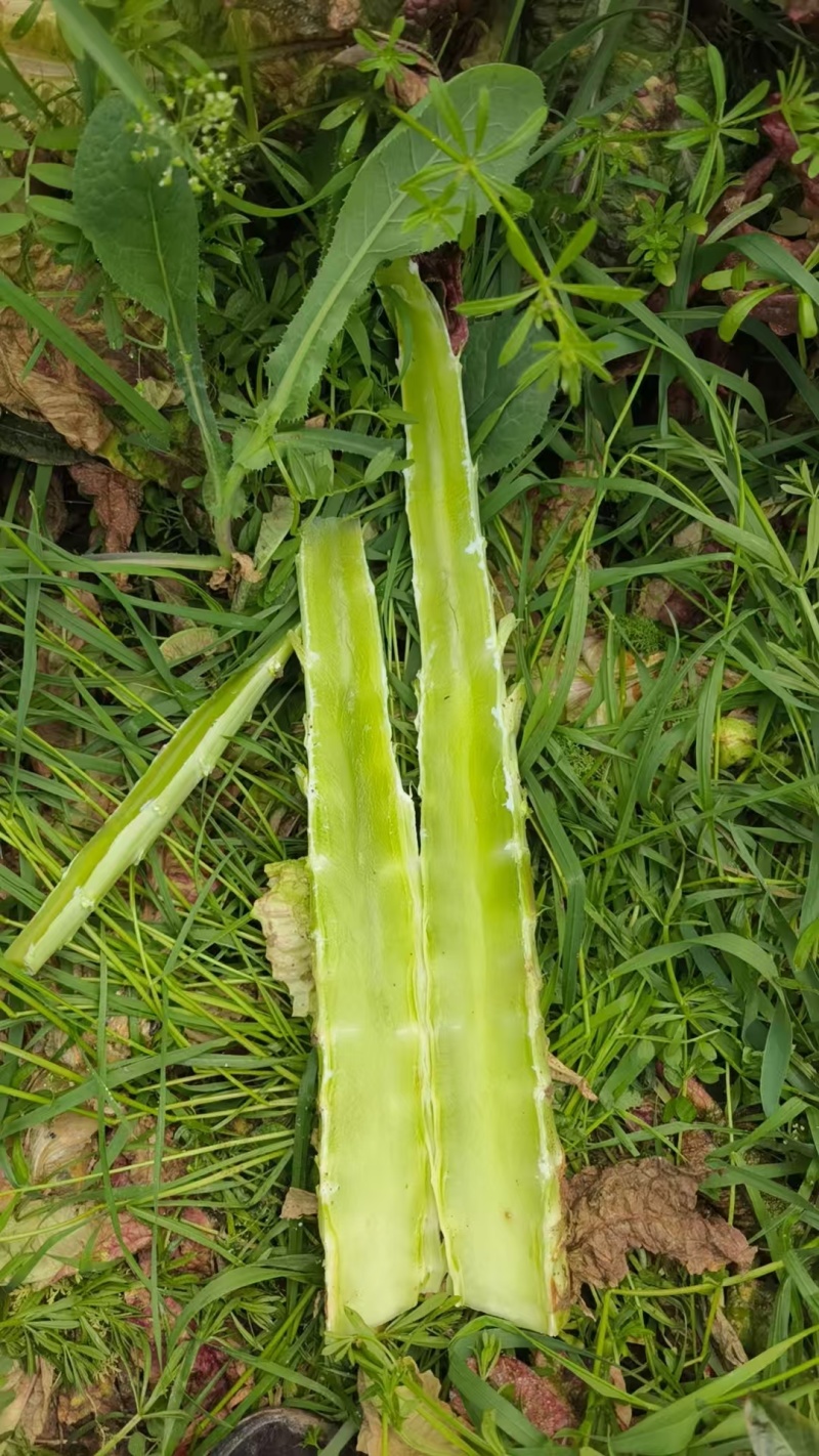 蔬菜莴笋基地直供新鲜莴苣红尖叶应季棒棒
