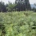川黄柏大叶厚皮苗子，矮壮苗，根系发达值得购买