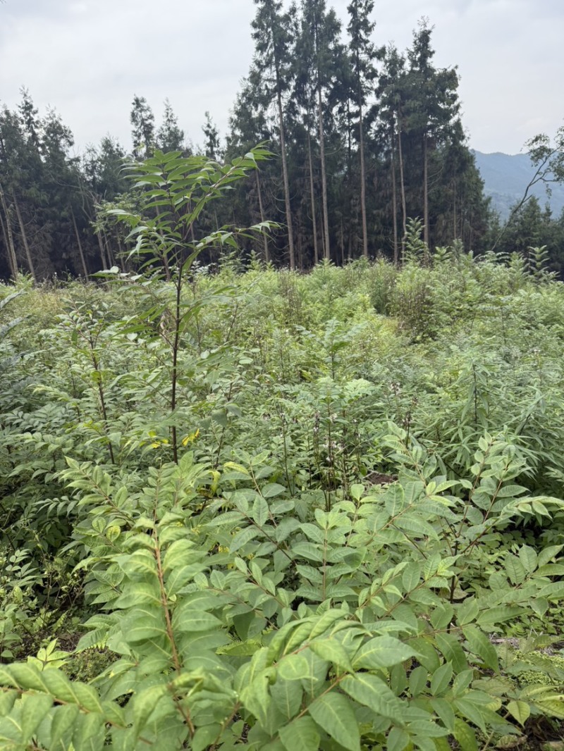 川黄柏大叶厚皮苗子，矮壮苗，根系发达值得购买
