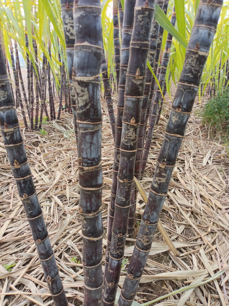黑皮甘蔗