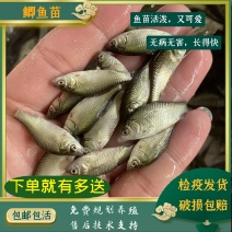 鲫鱼苗，养殖基地直供，常年大量有货，量大从优，欢迎咨询采购