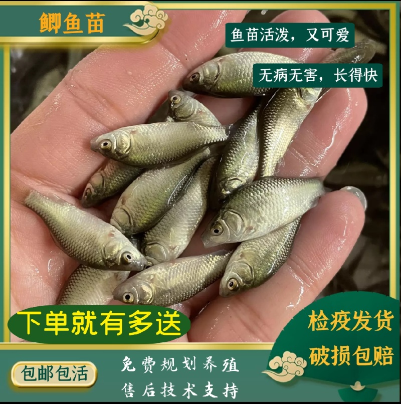 鲫鱼苗，养殖基地直供，常年大量有货，量大从优，欢迎咨询采购