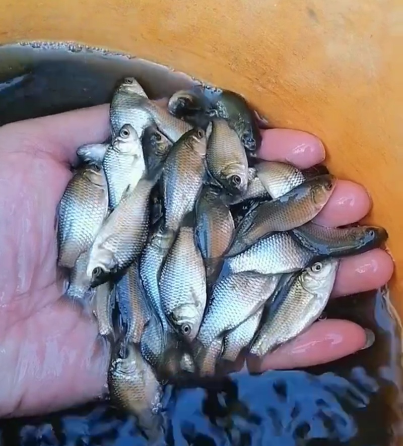鲫鱼苗，养殖基地直供，常年大量有货，量大从优，欢迎咨询采购
