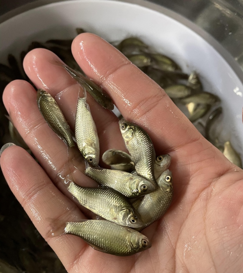鲫鱼苗，养殖基地直供，常年大量有货，量大从优，欢迎咨询采购