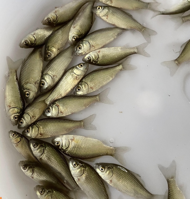 鲫鱼苗，养殖基地直供，常年大量有货，量大从优，欢迎咨询采购