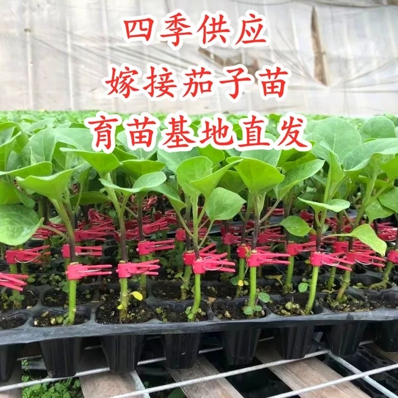 嫁接茄子苗抗病高产长茄嫁接大龙圆茄寿光基地