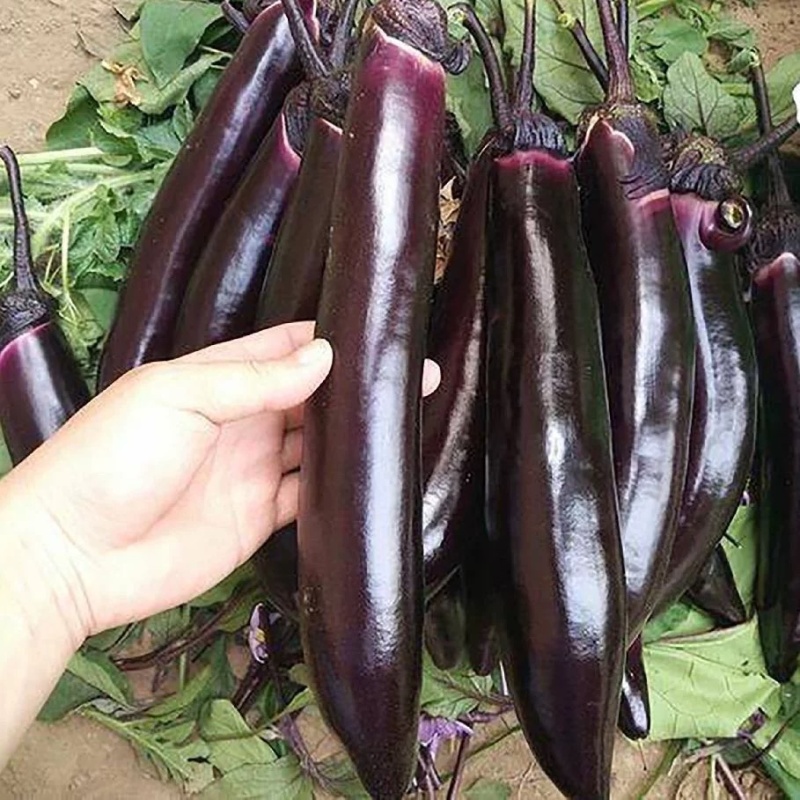 嫁接茄子苗抗病高产长茄嫁接大龙圆茄寿光基地