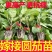 嫁接茄子苗抗病高产长茄嫁接大龙圆茄寿光基地