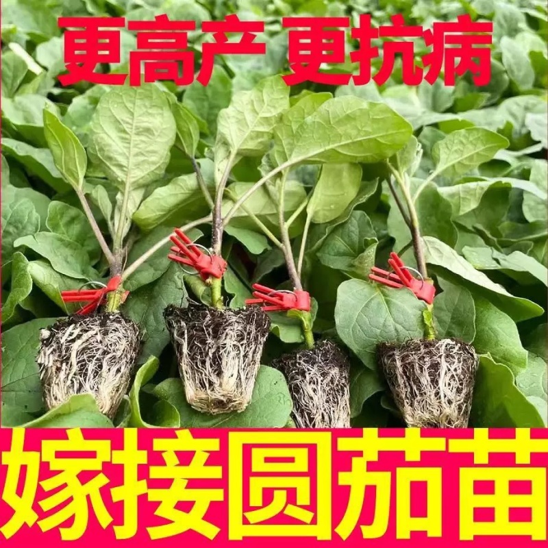 嫁接茄子苗抗病高产长茄嫁接大龙圆茄寿光基地