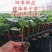 嫁接茄子苗抗病高产长茄嫁接大龙圆茄寿光基地