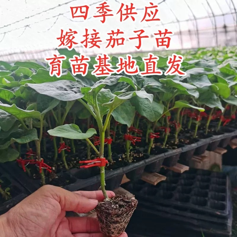 嫁接茄子苗抗病高产长茄嫁接大龙圆茄寿光基地