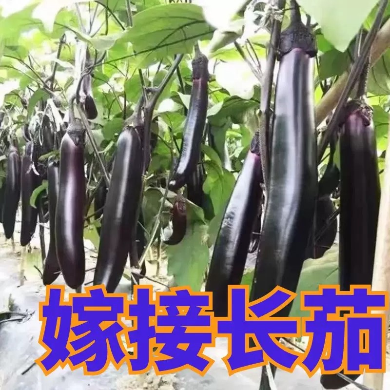 嫁接茄子苗抗病高产长茄嫁接大龙圆茄寿光基地