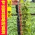 嫁接茄子苗抗病高产长茄嫁接大龙圆茄寿光基地