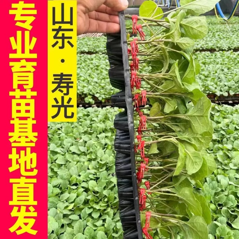 嫁接茄子苗抗病高产长茄嫁接大龙圆茄寿光基地