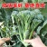 西兰苔秧苗西兰花苗芥蓝芥兰杂交亚兰花菜苔高产
