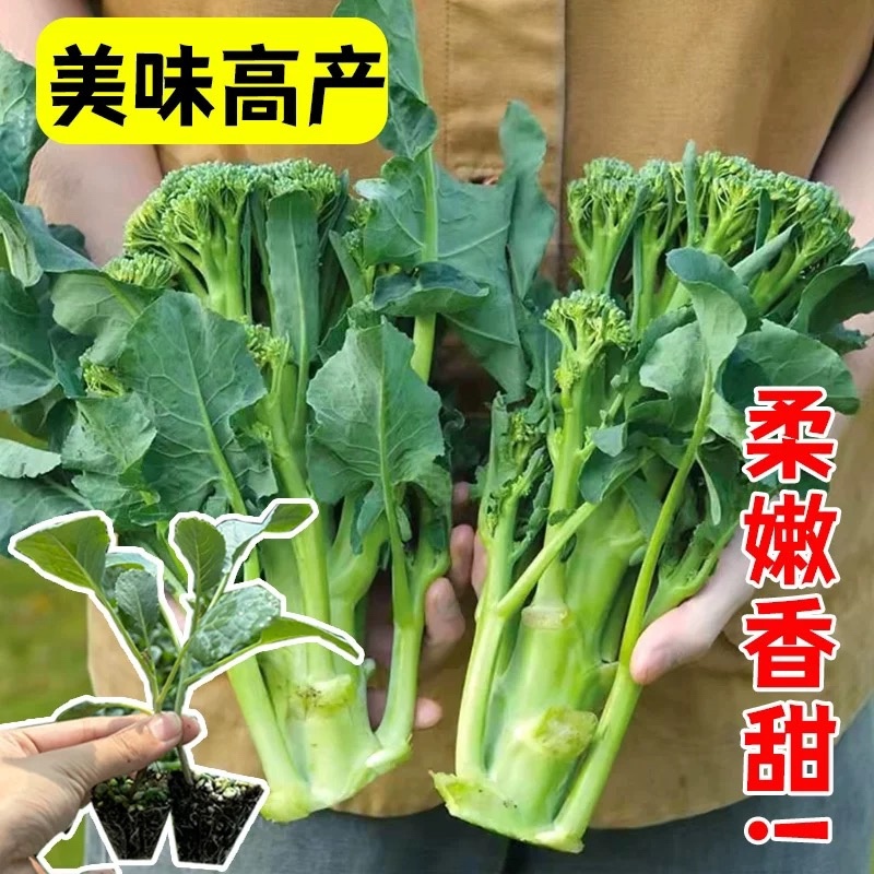 西兰苔秧苗西兰花苗芥蓝芥兰杂交亚兰花菜苔高产