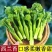 西兰苔秧苗西兰花苗芥蓝芥兰杂交亚兰花菜苔高产