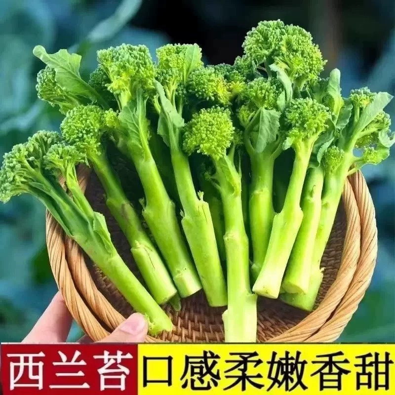 西兰苔秧苗西兰花苗芥蓝芥兰杂交亚兰花菜苔高产