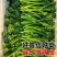 西兰苔秧苗西兰花苗芥蓝芥兰杂交亚兰花菜苔高产