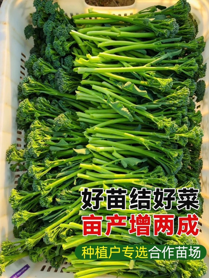 西兰苔秧苗西兰花苗芥蓝芥兰杂交亚兰花菜苔高产
