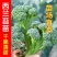 西兰苔秧苗西兰花苗芥蓝芥兰杂交亚兰花菜苔高产