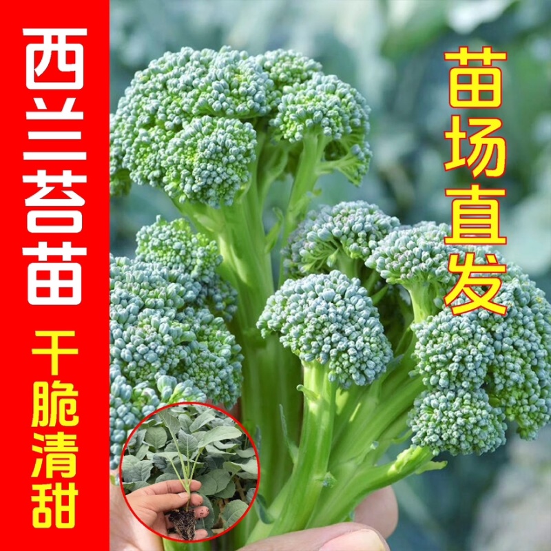 西兰苔秧苗西兰花苗芥蓝芥兰杂交亚兰花菜苔高产