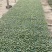 西兰苔秧苗西兰花苗芥蓝芥兰杂交亚兰花菜苔高产