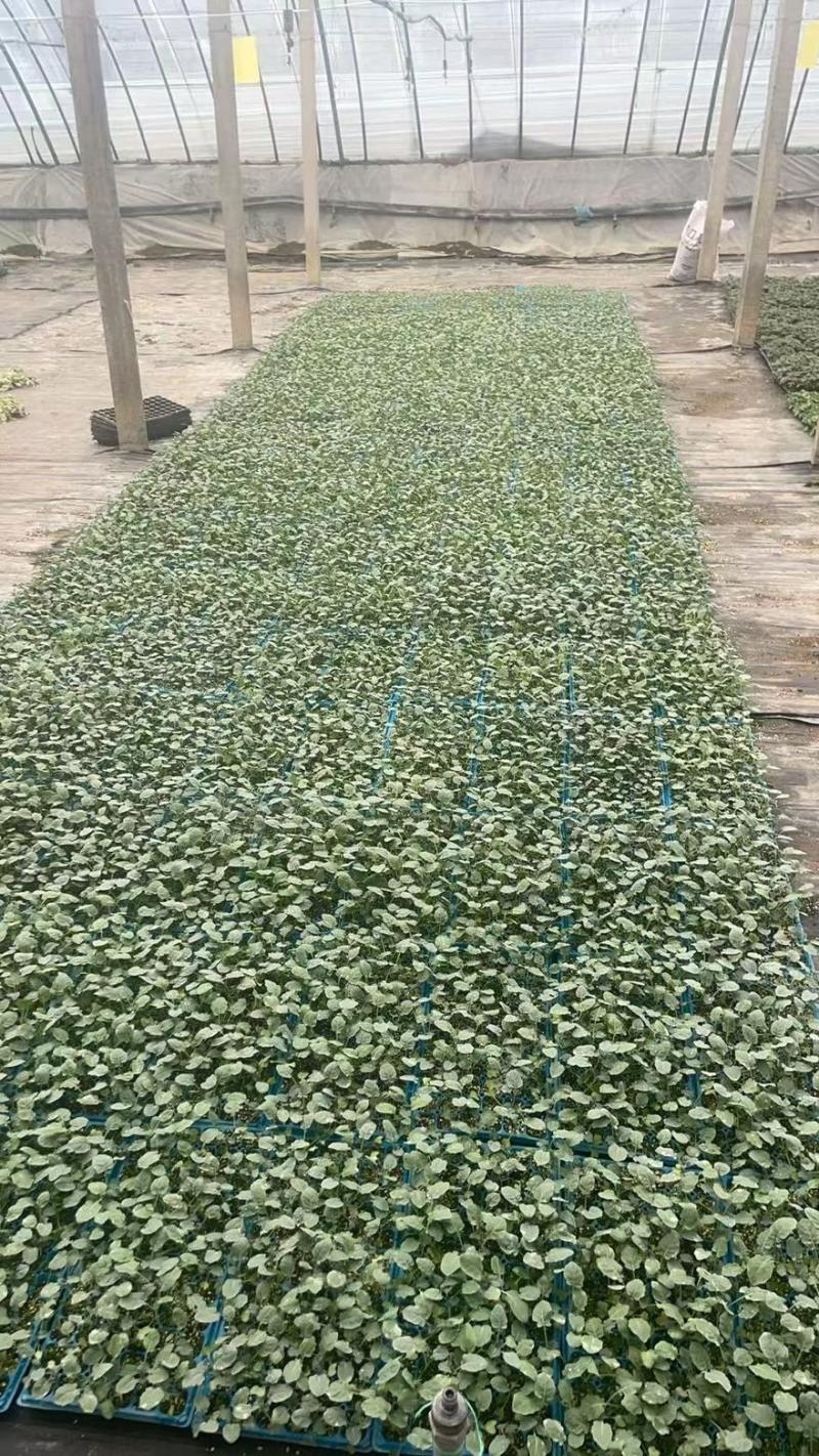 西兰苔秧苗西兰花苗芥蓝芥兰杂交亚兰花菜苔高产