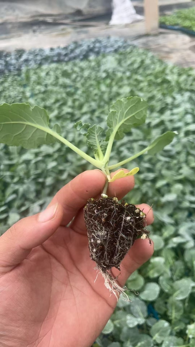 西兰苔秧苗西兰花苗芥蓝芥兰杂交亚兰花菜苔高产