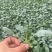 西兰苔秧苗西兰花苗芥蓝芥兰杂交亚兰花菜苔高产