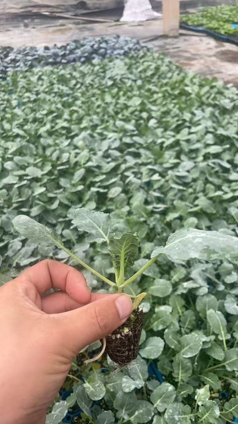 西兰苔秧苗西兰花苗芥蓝芥兰杂交亚兰花菜苔高产