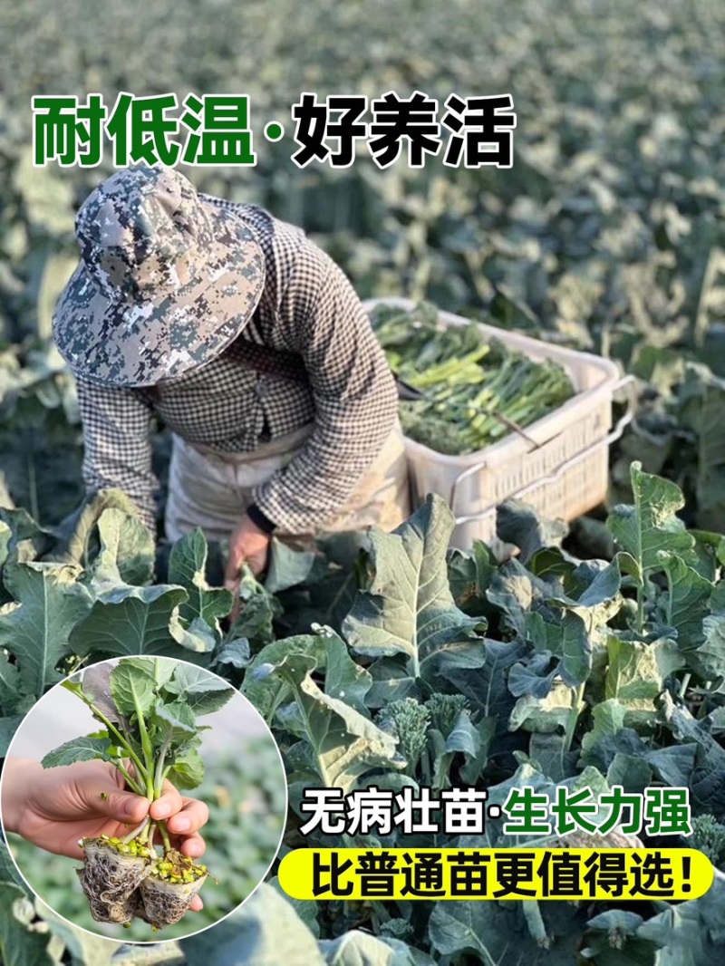 西兰苔秧苗西兰花苗芥蓝芥兰杂交亚兰花菜苔高产