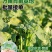 西兰苔秧苗西兰花苗芥蓝芥兰杂交亚兰花菜苔高产