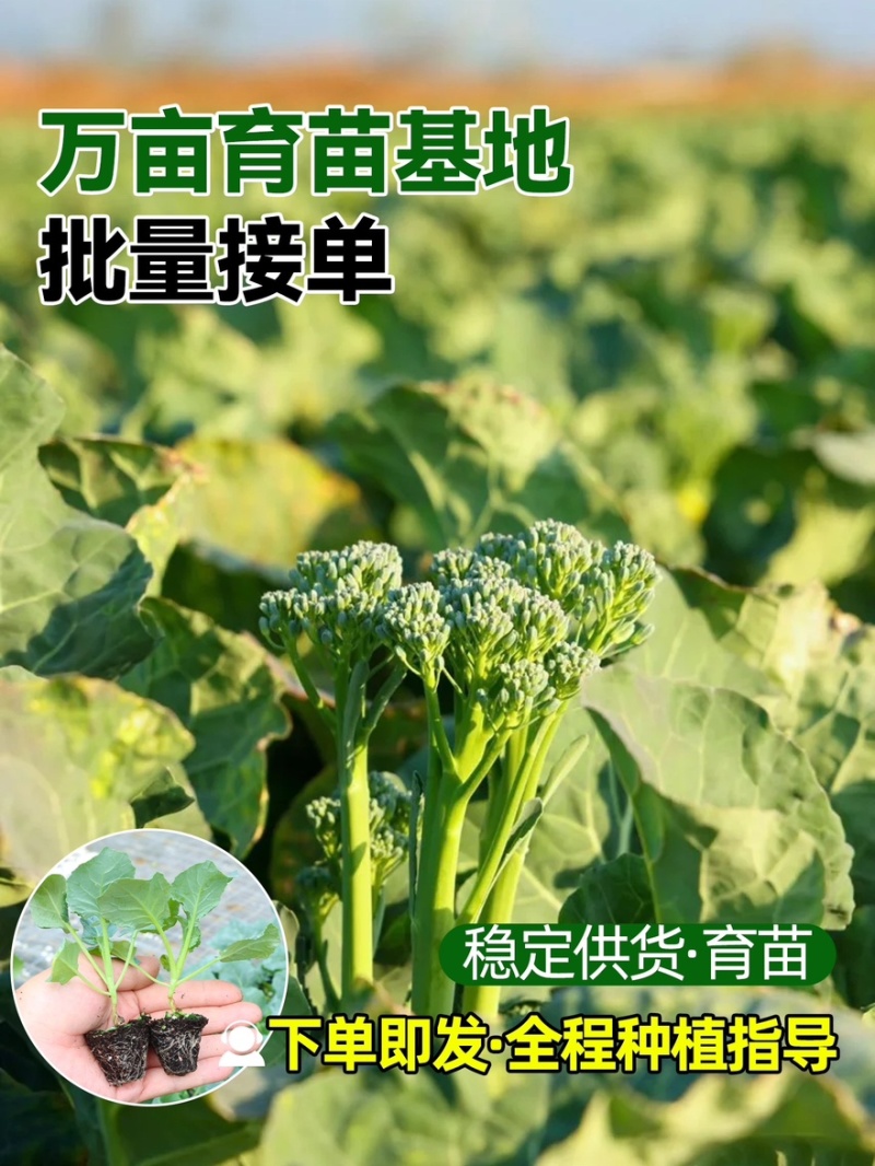 西兰苔秧苗西兰花苗芥蓝芥兰杂交亚兰花菜苔高产
